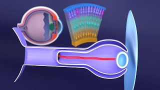 3D Development of the Eye A Comprehensive Overview  Eye Embryology  Ophthalmology [upl. by Nepean768]