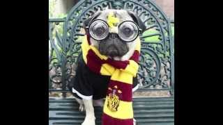 Harry Potter  Pug Edition [upl. by Niawtna]