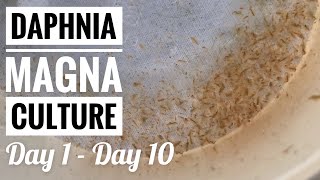 How to Culture Daphnia Magna Day 1 to Day 10 [upl. by Aseiram233]