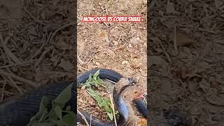 Mongoose vs Cobra Snake  Fighting for Survival  Who will win [upl. by Pegeen]