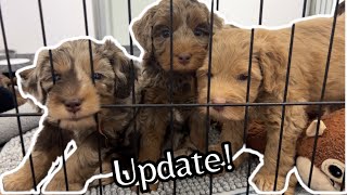 Petite Aussie Australian Labradoodle Puppies are 5 12 Weeks Old  MayaXHank [upl. by Annaerb181]