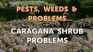 Caragana Shrub Problems [upl. by Aihsyak]