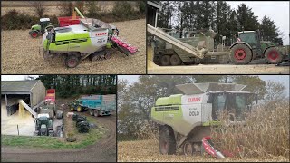 😍Battage et broyage de maïs humide  Lexion 760 Terra Trac  Eta Dolo amp Eta Bernard🇫🇷 [upl. by Ziguard336]