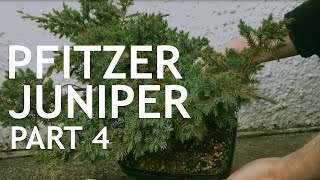 Pftitzer Juniper Bonsai From Young Nursery Stock 4 [upl. by Jenda]