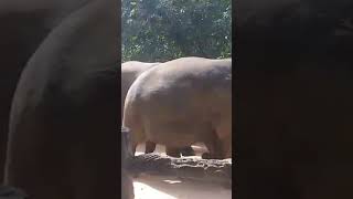 pinnawala elephant orphanage srilanka beautiful travel trending [upl. by Muhcon]