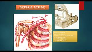 vascularizacion de miembro superior [upl. by Nnanerak]