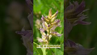 OROZUS  plants medicine medicinalplants agroecology bio shorts agro world new agriculture [upl. by Gurney]