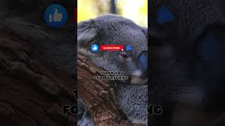 Koalas interesting 10 Facts for Kids Educational Video Australias Beloved Marsupials koalafacts [upl. by Holman]