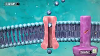 Cell Transport  Proton Pump  animated [upl. by Vilma]