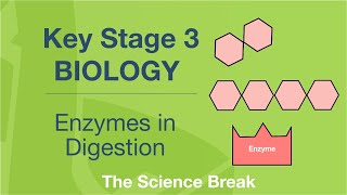 Key Stage 3 Science Biology  Enzymes in Digestion [upl. by Schlessel447]