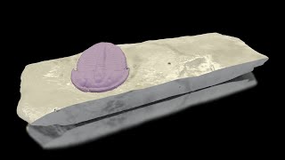 Xray Microscopic Examination of a Trilobite Fossil [upl. by Gathard472]