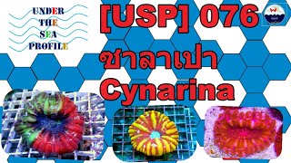 USP 076 Cynarina ซาลาเปา [upl. by Nolava]