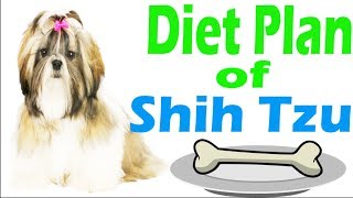 Diet Plan of Shih Tzu  In Hindi  शिह त्ज़ू की आहार योजना  ACH [upl. by Doss450]