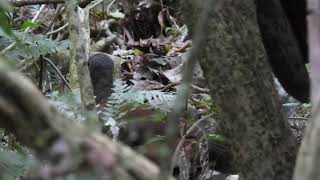 Alberts Lyrebird  Menura alberti [upl. by Merriam]