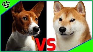 Shiba Inu vs Basenji Which Breed is Right for You Dog vs Dog [upl. by Ardnuhsor]