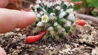 Mammillaria Heyderi Biznaga china CUIDADOS  Mammillaria Heyderi Chinese Biznaga  CARE [upl. by Flight134]