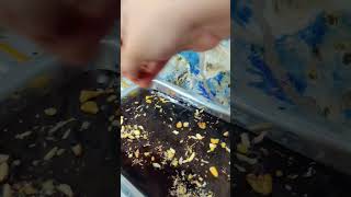 Last Minute Eggless Brownies Recipe [upl. by Pope]