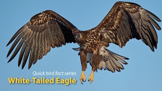 WhiteTailed Eagle  Quick bird fact series EP3 [upl. by Zigrang]