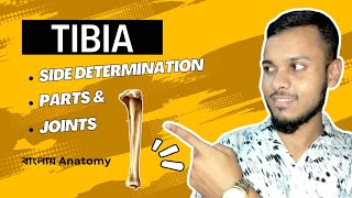 Tibia Anatomy in bangla  বাংলায় টিবিয়া [upl. by Nnuahs]