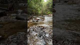 Nature  Water Flowing from River  Sakleshpur [upl. by Stinson]