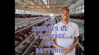 les secrets de l’élevage en batterie [upl. by Elka584]