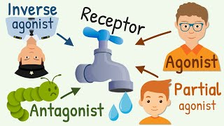 Agonist Partial Agonist Antagonist and Inverse Agonist for Receptors [upl. by Ezalb]