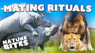 Love in the Wild Animal Mating Rituals  Nature Bites [upl. by Harrad697]