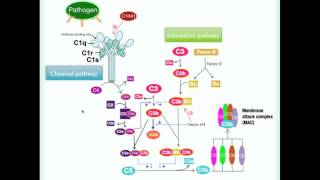 Hereditary Angioedema  CRASH Medical Review Series [upl. by Danialah696]