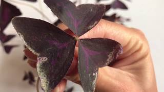 Oxalis Triangularis Adventures [upl. by Leanahtan]