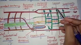 Blood Vascular system of Branchiostoma Amphioxus [upl. by Akemihs]