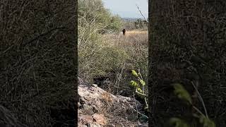 Brujo hace limpia antes del eclipse😱🧟‍♀️ fyp video viral [upl. by Hunsinger]