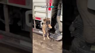 Small puppy’s neck got stuck in rope [upl. by Gaulin534]