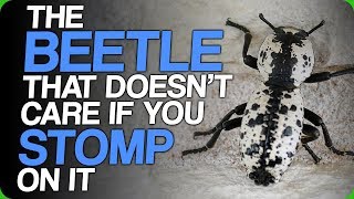 The Beetle That Doesnt Care If You Stomp On It The Fact Fiend Mascot [upl. by Edmanda]