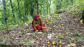 Which Wild Mushroom is eatable Wild Mushroom Hunting Cooking and Eating  Kanchhikitchen [upl. by Acsecnarf]