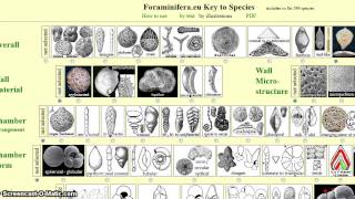 Foraminiferaeu Key to Species [upl. by Schapira]