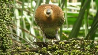 West Indian WhistlingDuck Dendrocygna arboreaDavid AscanioAVI [upl. by Etakyram]