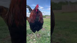 Rooster damage isn’t uncommon even with proper hen to rooster ratios chickens shortsfeed fyp [upl. by Guillema]