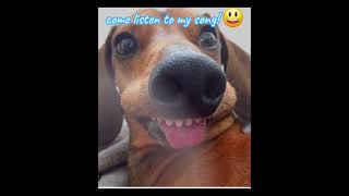 weiner dog weinerdog funny stopgreenscreenkids [upl. by Busey]