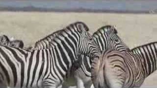 zebras in Etosha [upl. by Ayardna]