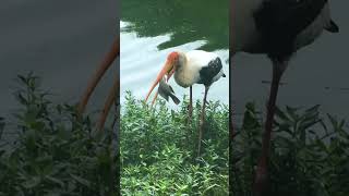 PAINTED STORK hunting fish fishing birds birding lake [upl. by Siskind466]