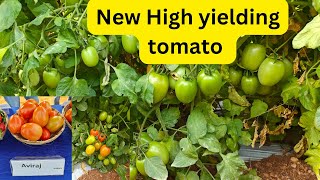 Syngenta new high yielding tomato Aviraj F1 Hybrid [upl. by Eural85]