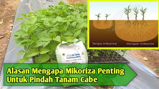 Alasan mengapa mikoriza wajib saat pindah tanam cabe [upl. by Woody]