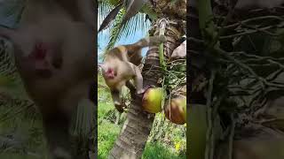 Macaco catador de côcos [upl. by Breed81]