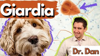 Giardia in the dog and cat Dr Dan what giardia is giardia symptoms diagnosis and treatment [upl. by Faust]