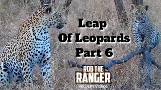 Leap Of Leopards Mother And Cubs 6 Afternoon Playtime [upl. by Sculley]