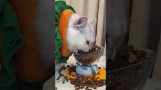 A bunch of gluttons kitten funny funnycat funnypet funnyvideos funnyanimals [upl. by Milla]