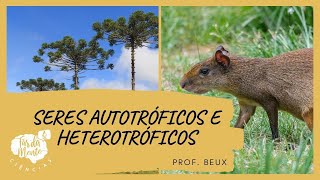 SERES AUTOTRÓFICOS E HETEROTRÓFICOS – Ensino Fundamental [upl. by Ydak216]