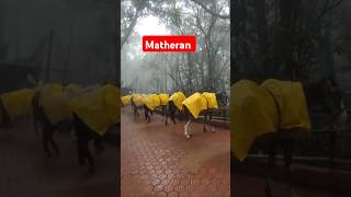 Matheran hill station ytshorts youtubeshorts shorts viralshort matheran matheranhillstation [upl. by Enirol]