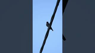 3 day old barn swallows [upl. by Min755]