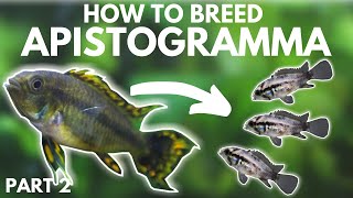 How to Breed Apistogramma Hatching the Eggs Part 2 [upl. by Stiruc318]